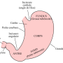 estomac.png