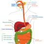 systeme-digestif.png