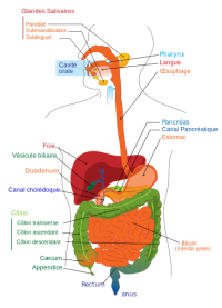 {{ :systeme-digestif.png |